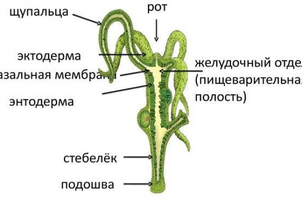 Кракен через тор браузер