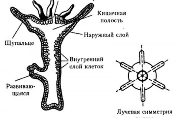 Кракен современный даркнет маркет плейс